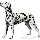 دلميشن انثى