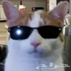 فندقيه قطط بالخبر والدمام