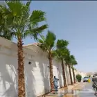 نخيل زينه وشنطونيا وأشجار زيتون