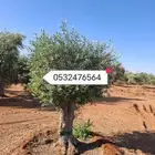 جميع الاشجار الزينه تتوفر لدينا