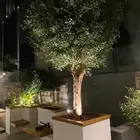 اشجار الزيتون الصناعي والطبيعي معمر