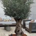 زيتون معمر في مراكن محصن