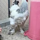 دجاج براهما كلمبي