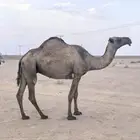 ناقة صفراء منيحة وبكرتين
