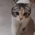 قط لتبني