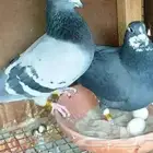 حمام بلدي على بكستاني مشكل
