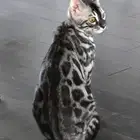 قطط بنغال بلاك سنو سلفر وبروان جميع الالوان