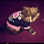 قطه للبيع للضرورة