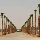 نخل واشنطن زينه جميع المقاسات متوفره