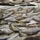 رحلات صيد بحرية