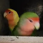 3 روز واحد بدجي