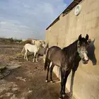 فرس شعبي مشرومه أثناء الولادة معها مهره