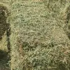برسيم صافي نوعيه ورق ممتازه