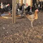 دجاج للبيع