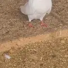 حمام لحم للبيع