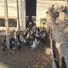 دجاج للبيع