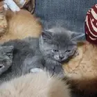 قطط سكاوتش ستريت