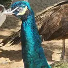 طاووس مكس جاوا سبولدنغ