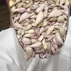 ثوم يمني ذكر جديد