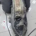 تفصيل غطاء شمعه فورد تورس 2015