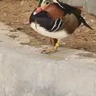 بط مندرين ملون