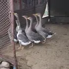 وز عراقي للبيع