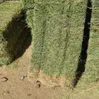 برسيم صافي نوعيه ورق ممتازه
