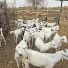 ذبائح تيس