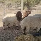 خرفان نعيم