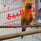 ذكر صن كنيور