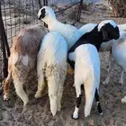 طليان 5 ضحاي