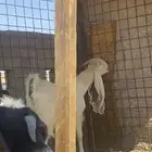 عنز صنف الصنف ماشاء الله تبارك الرحمن