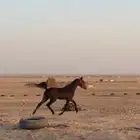 حصان عربي اصيل شعبي للبيع وسمح ومع البل