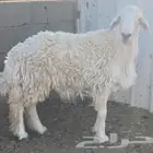 فحل حري مشروط