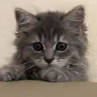 سلام عليكم