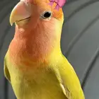 أتبنّى طيور روز وكروان ودرة