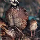 صوص سمان كاليفورنيا وبوب وايت