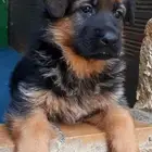 بيور جيرمن شيبرد شولاين