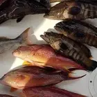 رحلات صيد ابحر