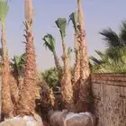 نخل_واشنطونيازينه_درجه_اولى