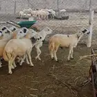 خرفان للبيع بلدي