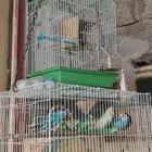 طيور بادجي متبقي 4