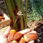 نخيل القصيم