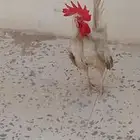 للبيع ديك