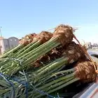 نخل للبيع مكه جده