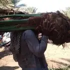 ودي نخل فسايل نخل شتل نخيل بانواع مختلفه