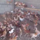 دجاج بشاير للبيع
