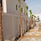 نخل واشنطن زينه