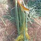 للبيع النخيل