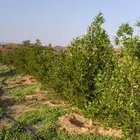 مزرعه الاثاث